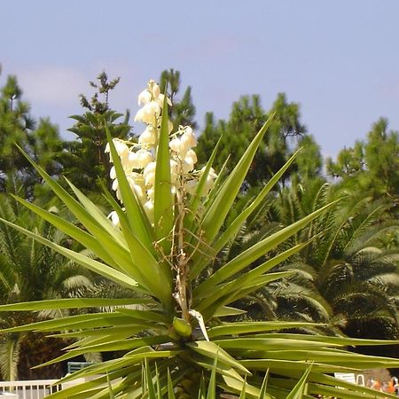Klorakas Ikaria Village Maisonette 10 מראה חיצוני תמונה
