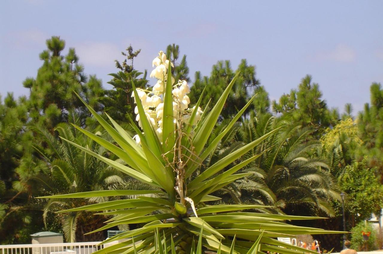 Klorakas Ikaria Village Maisonette 10 מראה חיצוני תמונה